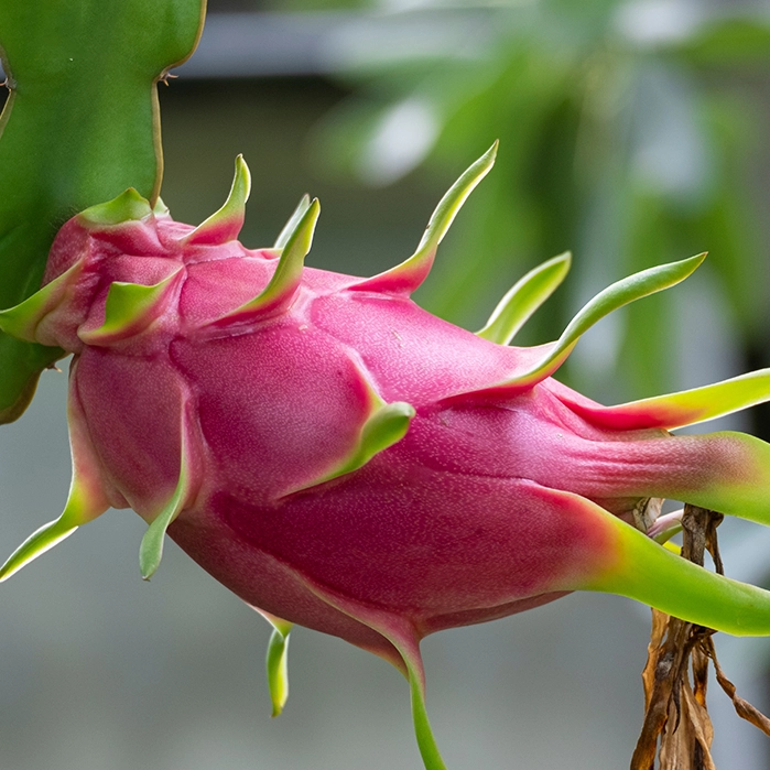 Pitaya seeds for planting lavender pitaya home gardening