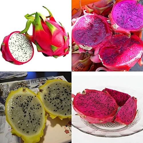 Pitaya seeds producing high yield and sweet pitaya fruits