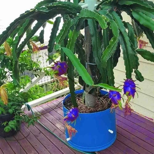 Pitaya seeds indoor planting method well draining soil