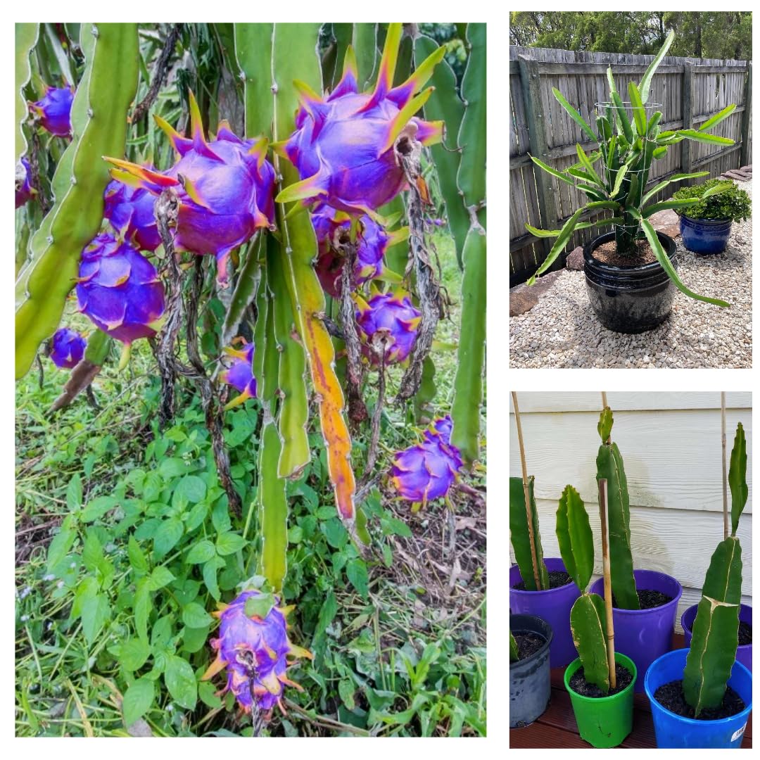 Lavender Pitaya seeds for planting non GMO high germination