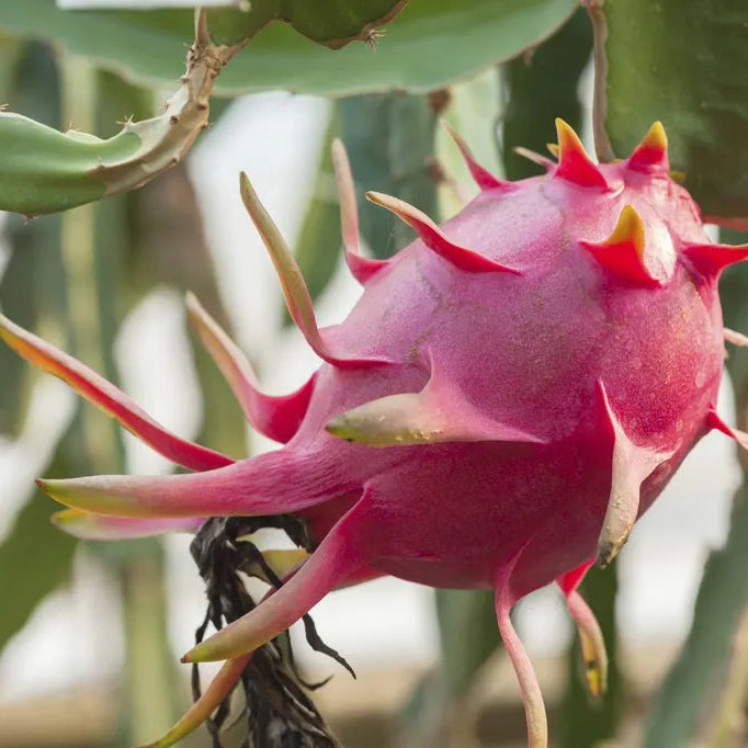 Pitaya seeds lavender variety easy to grow dragon fruit seeds