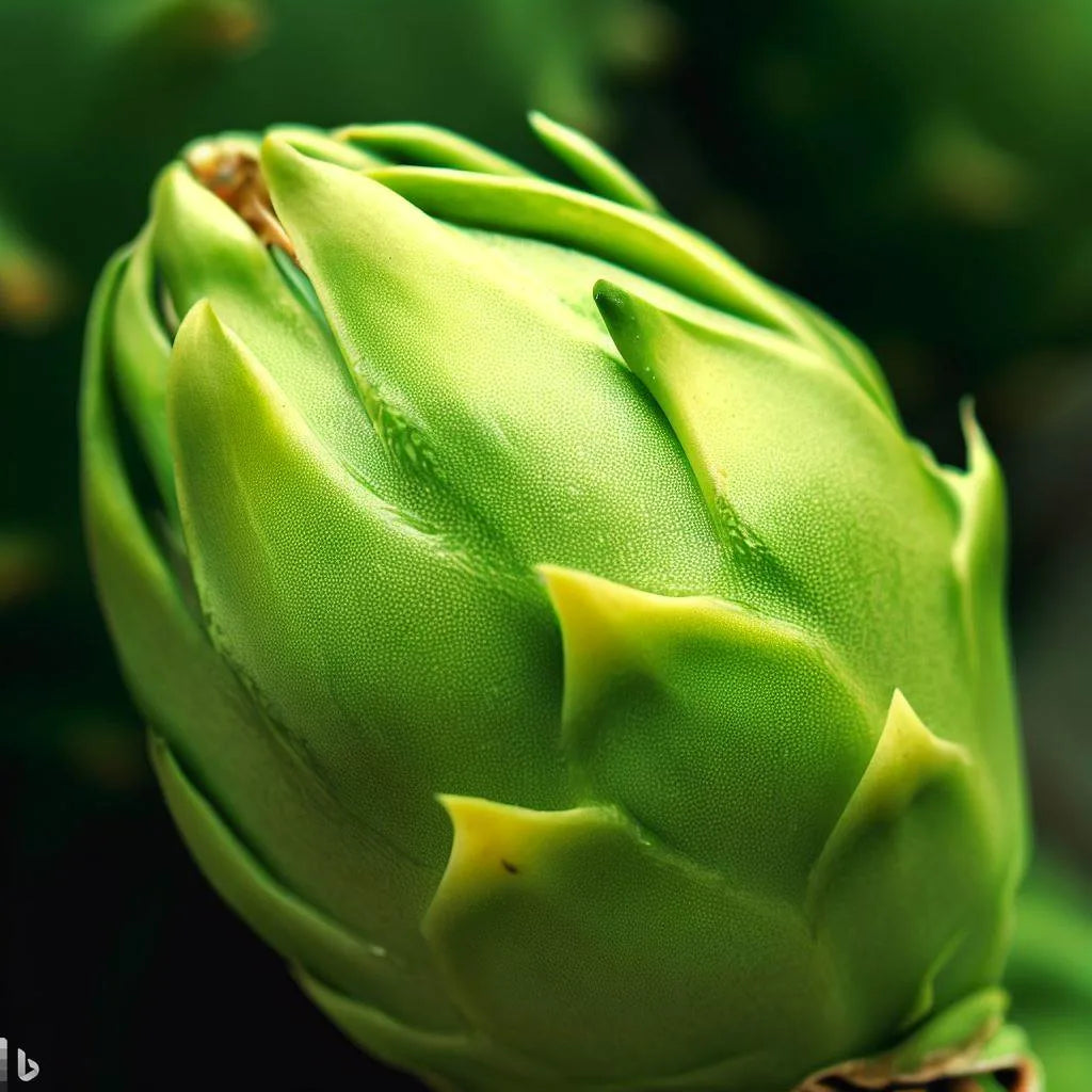 Parrot Green Pitaya Seeds easy to grow dragon fruit seeds for home gardening