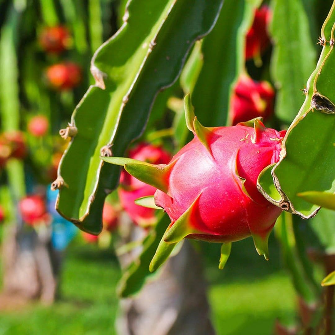 Pitaya seeds for growing red meat dragon fruit cactus