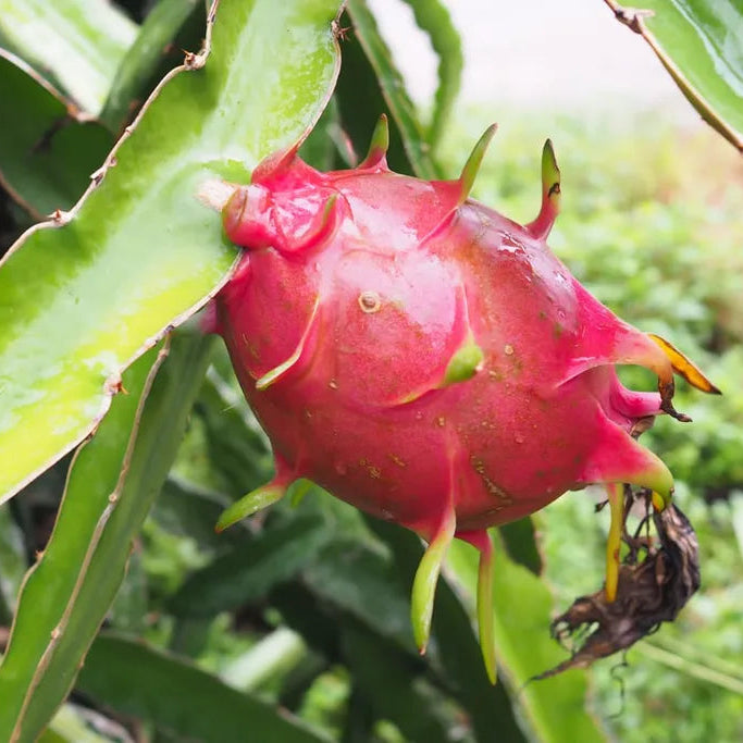 Non-GMO red Pitaya seeds for home gardening
