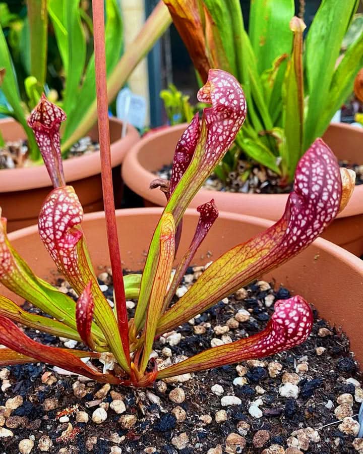 Scarlet Sarracenia Carnivorous Plant Seeds for Planting – Unique Insect-Trapping Garden Plants