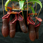 Pitcher plant seeds for terrarium and indoor pots