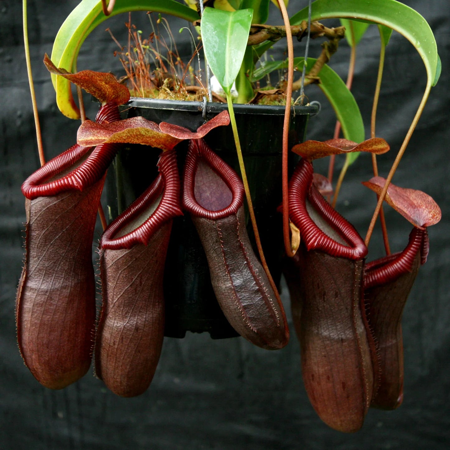 Pitcher plant seeds for terrarium and indoor pots