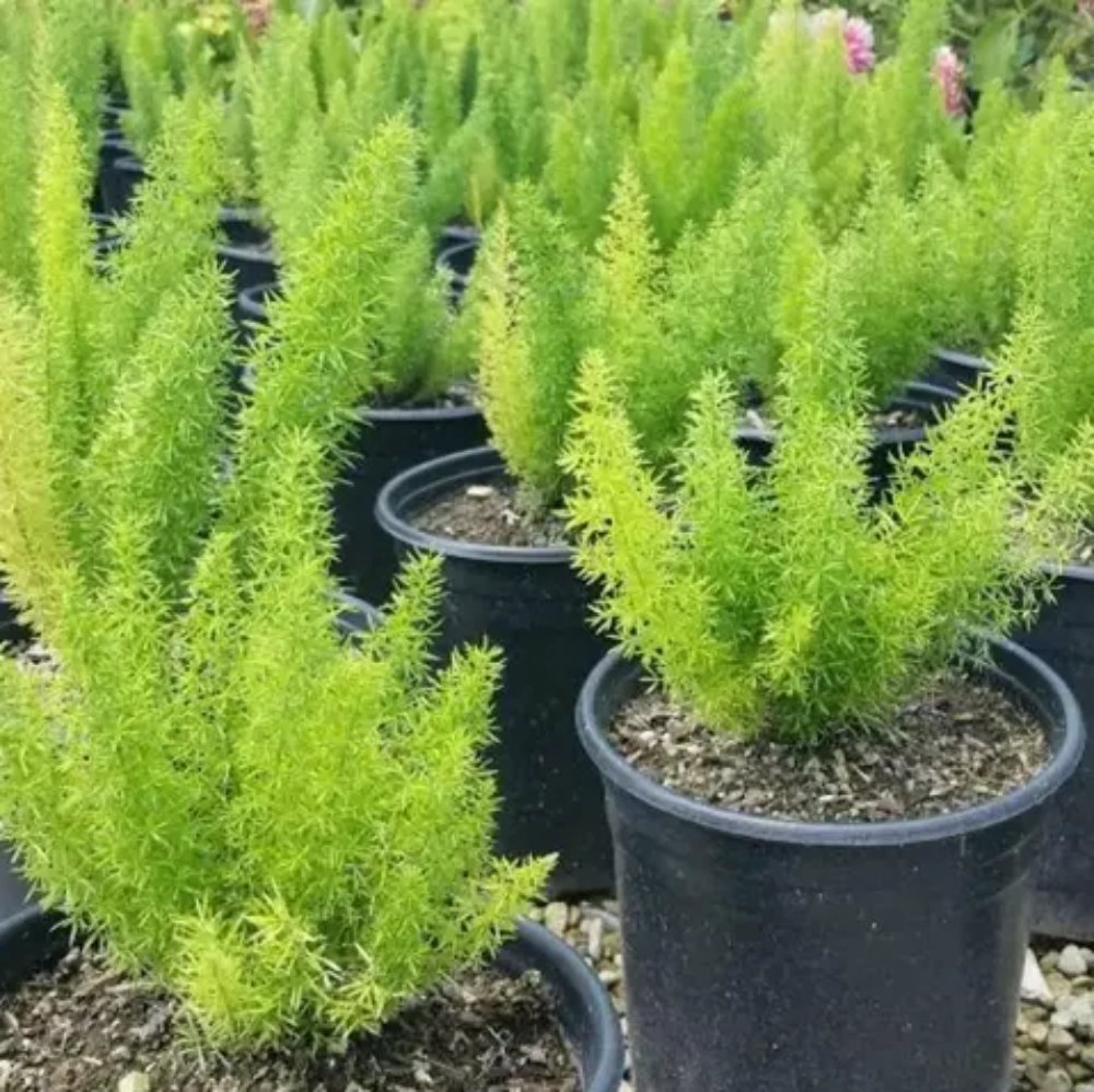 Green Asparagus Setaceus Seeds for Planting - heirloom & Non-GMO Seeds