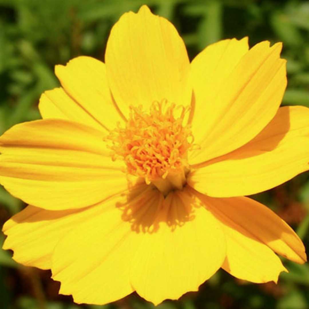 Sulphur Cosmos Seeds - Crest Gold