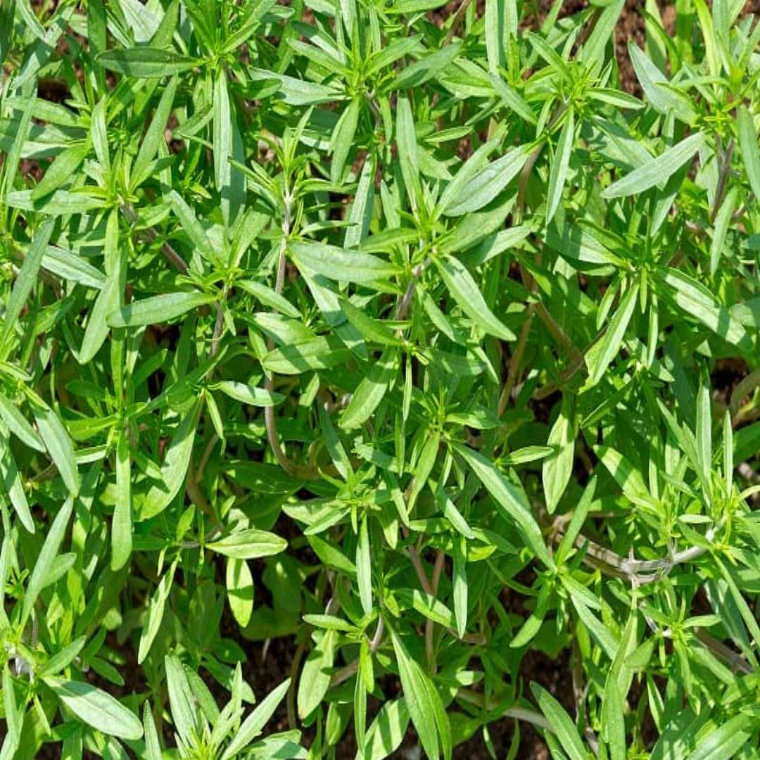 Summer Savory