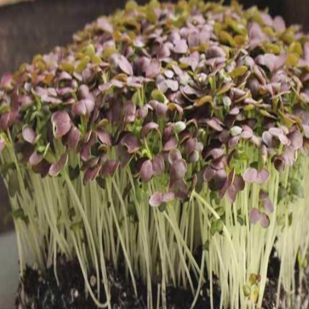 Pac Choi - Red Pac - F1 - Microgreen Seed