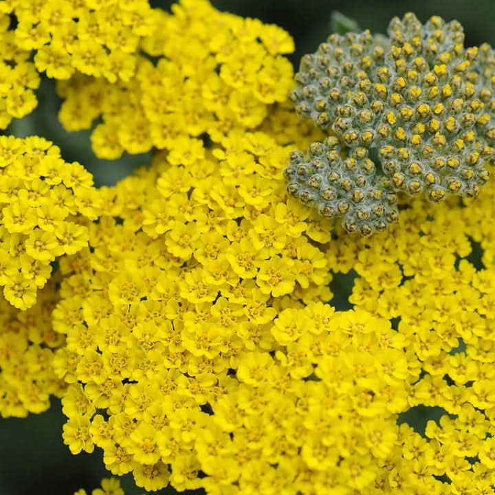 Achillea Flower Seeds for Planting – Drought-Tolerant Medicinal and Ornamental Blooms