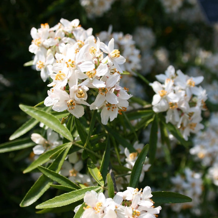 Aztec Pearl Flower Seeds – Heirloom Non-GMO Fragrant Blooms for Elegant Garden Planting