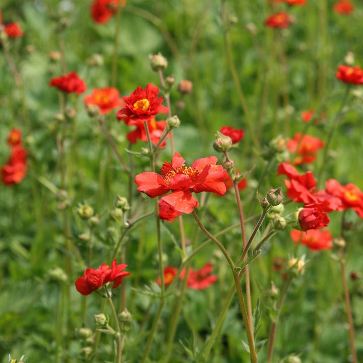Geum Rossii Flower Seeds – Heirloom Non-GMO Seeds for Alpine and Cold-Climate Garden Planting
