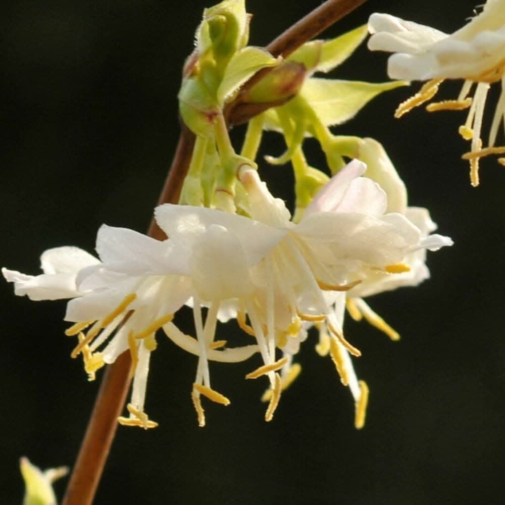 Heirloom Non-GMO Lonicera Fragrantissima Flower Seeds for Planting – Winter Fragrant Blooms - Non-GMO for planting in home garden
