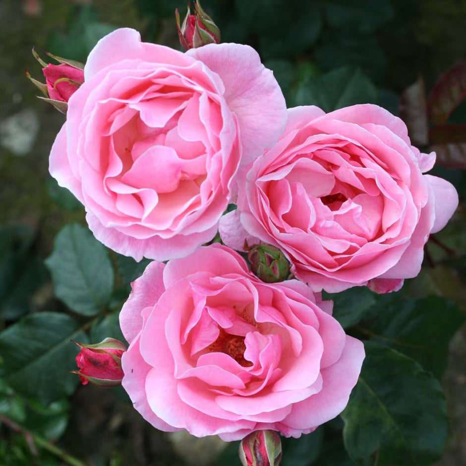 Pink Climbing Rose Hybrida Flowering Seeds For Planting in home garden and decorative arches
