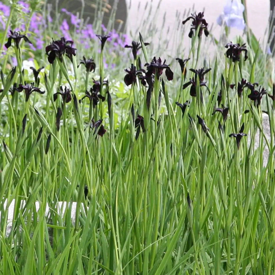 Siberian Iris Roots - Black Flowered