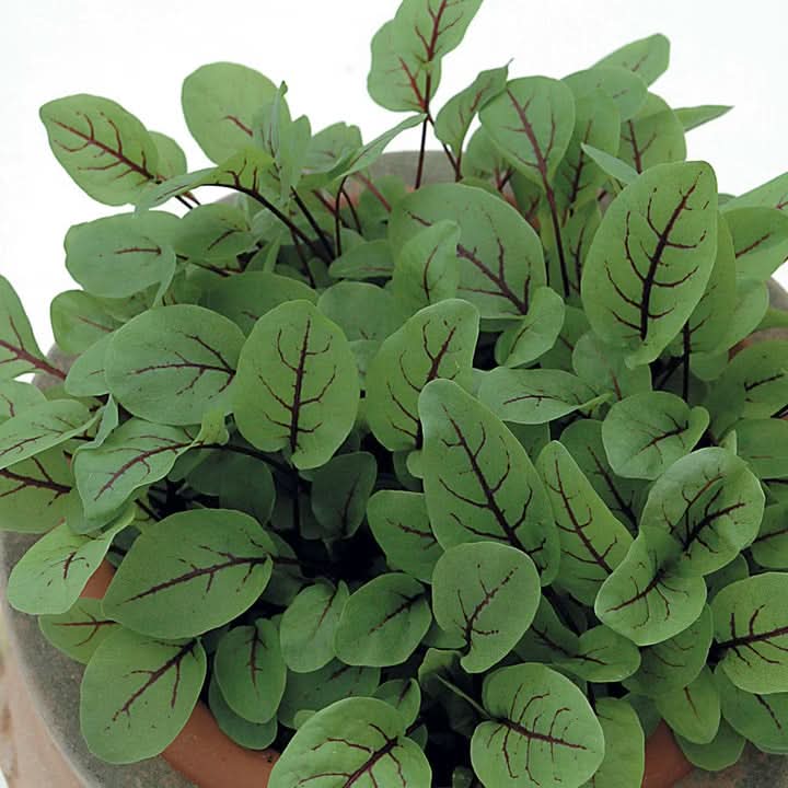 Red-Veined Sorrel Seeds (Rumex Sanguineus) – Heirloom, Non-GMO Herb Se