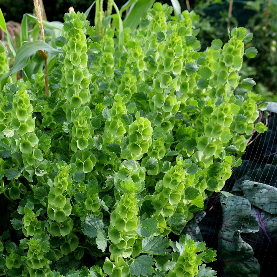 Green Moluccela Laevis Ornamental Plant Seeds for Unique Gardens – Fresh Herb for Your Garden