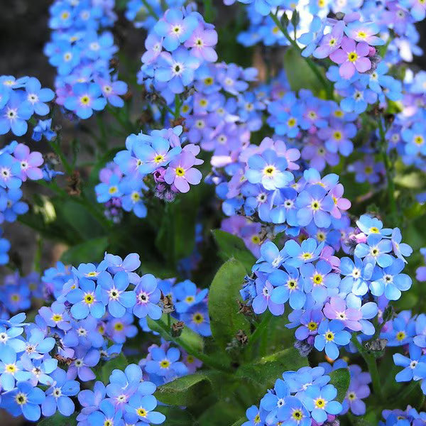 Bulk Set of All-Natural Forget Me Not Flower Seeds for Beautiful Landscapes – Heirloom, Non-GMO, High Germination Organic Garden Seeds