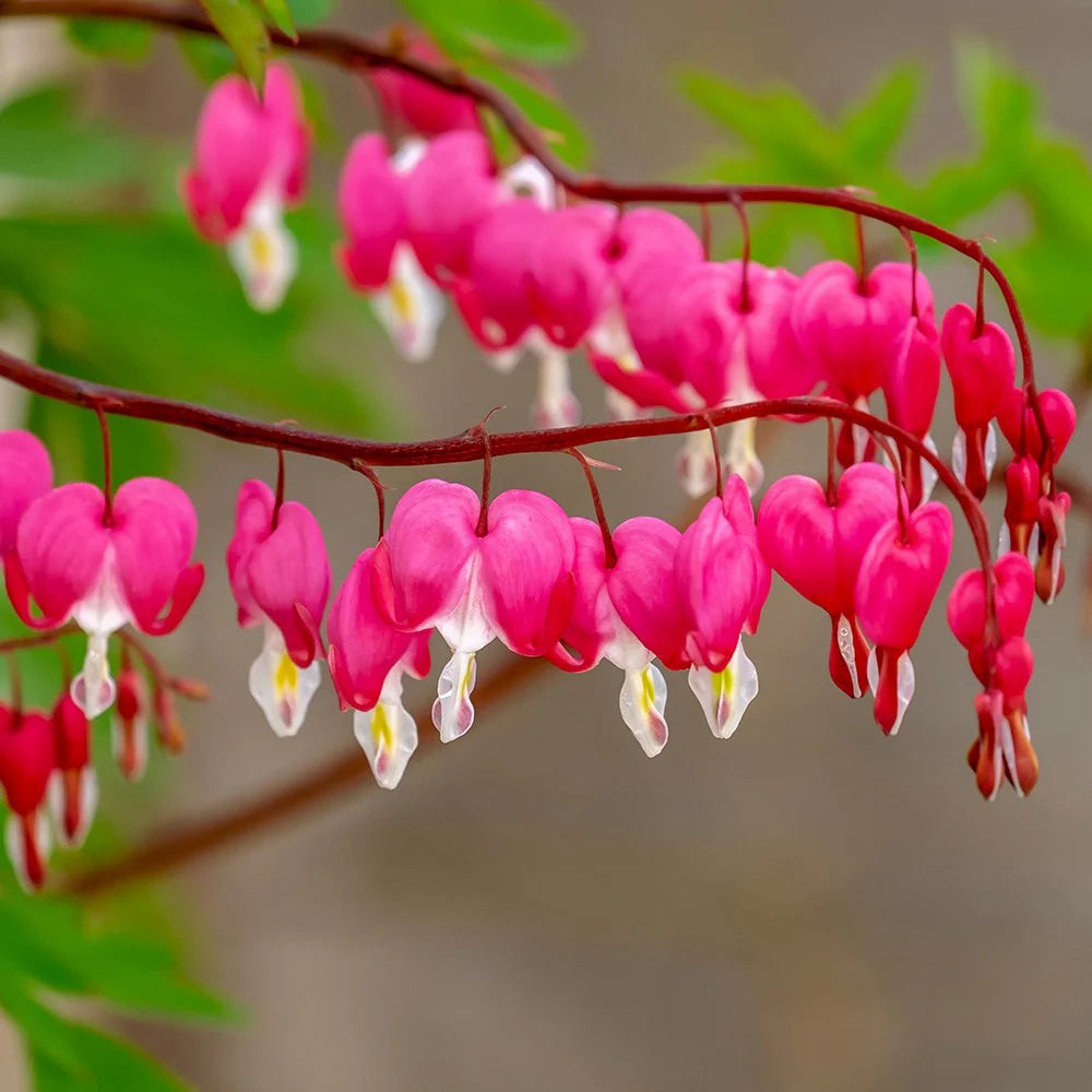 Bicuculline Dicentra Spectabilis, Flowering Seeds For Planting Ornamental Garden and Woodland