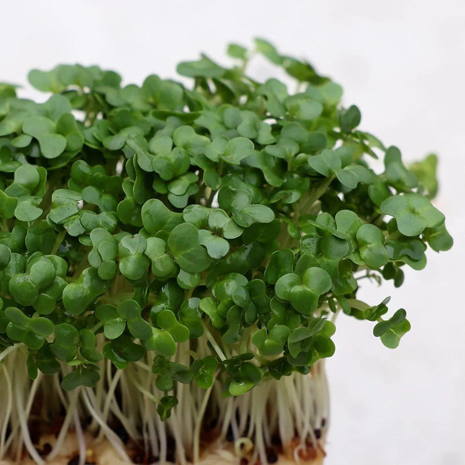Green Cress Plant Seeds for Planting heirloom & Non-GMO Seeds