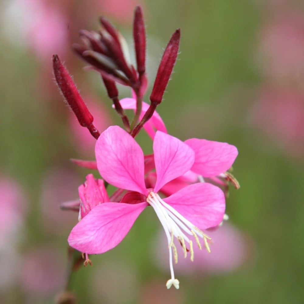 Pink Gaura Flower Seeds for Planting, Fresh, NON GMO Seeds