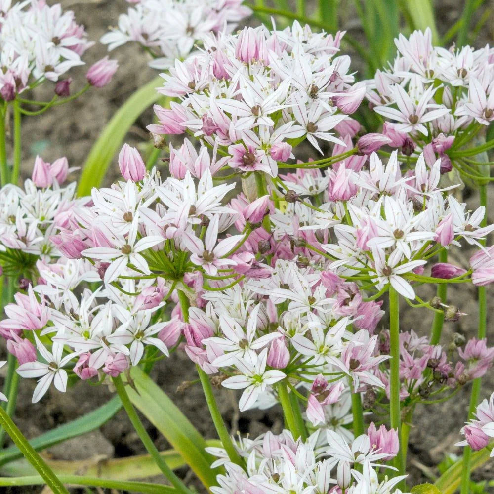 Allium Bulbs - Cameleon