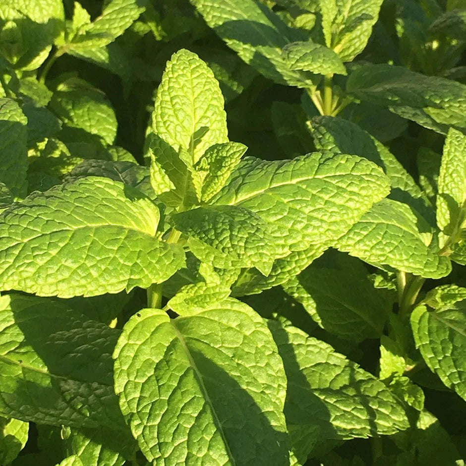 Spearmint Mentha Spicata herb seeds with vanilla aroma for planting in kitchen garden and indoor pots