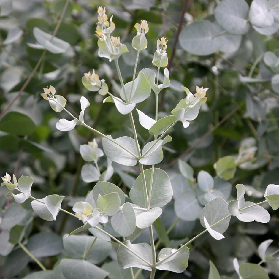 Gray Eucalyptus Gunnii Plant Seeds for Planting-Aromatic Gardens – Fresh Herb for Your Garden