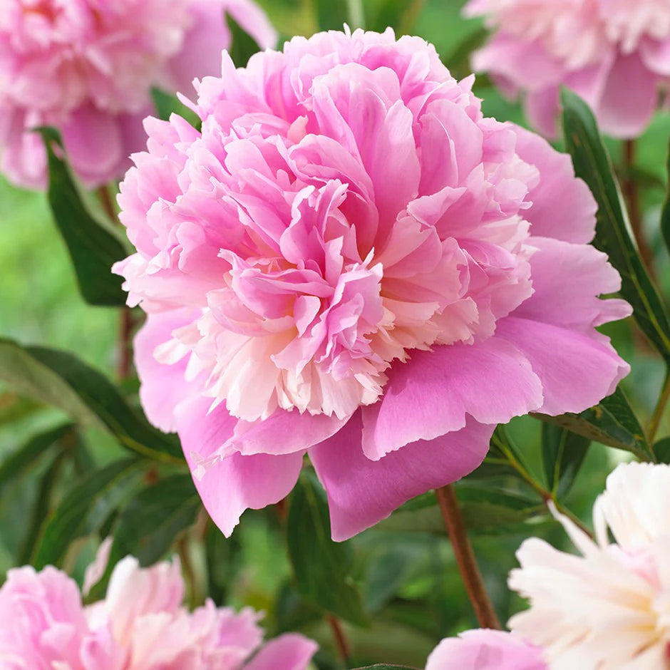 Double Bloom Peony Flower Seeds Paeonia lactiflora for Rare Chinese Perennial Gardens