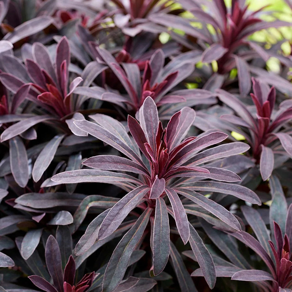 Euphorbia Miner's Merlot Spurge Seeds