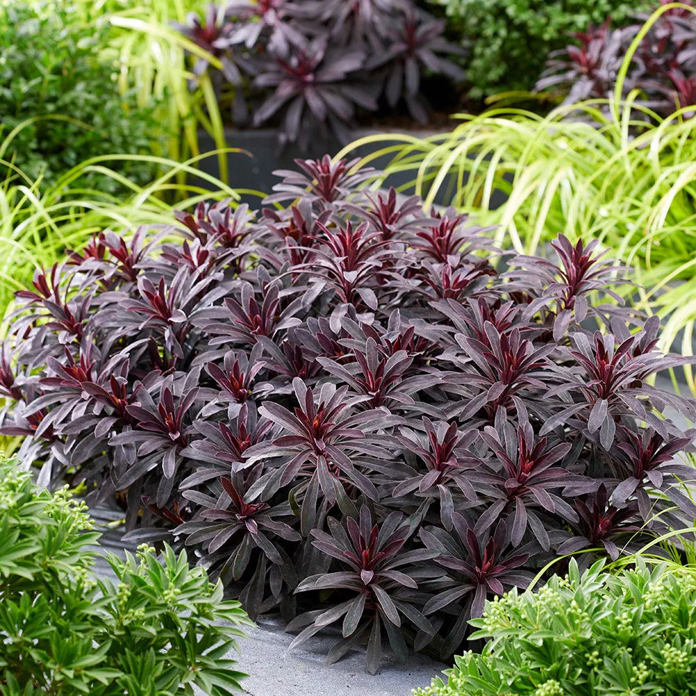 Euphorbia Miner's Merlot Spurge Seeds