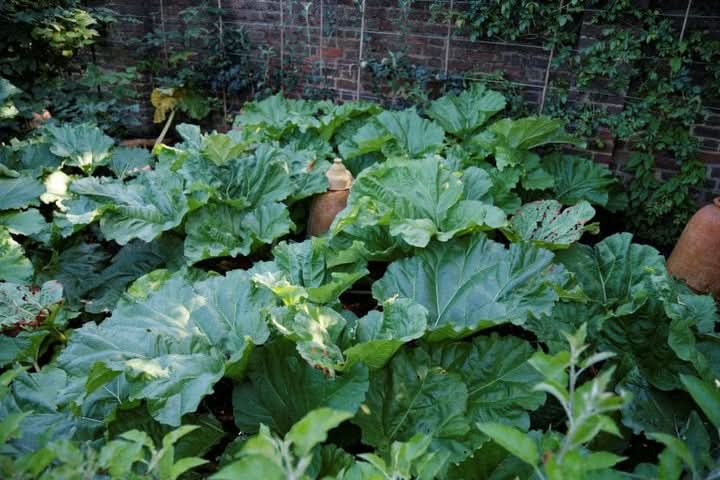 Ruibarbo Plant Seeds for Planting -Heirloom & Non-GMO Seeds – Fresh Herb for Your Garden