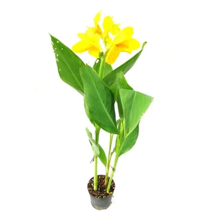 Yellow Flower Pot Plant Seeds for Planting - NON GMO Seeds Dhara Seeds