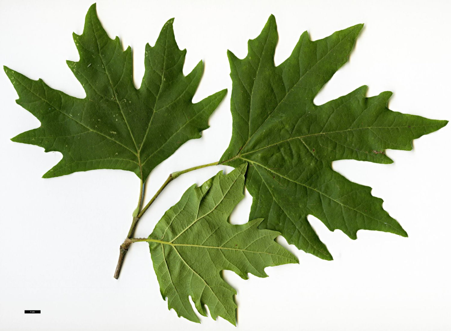 Oriental Plane Tree