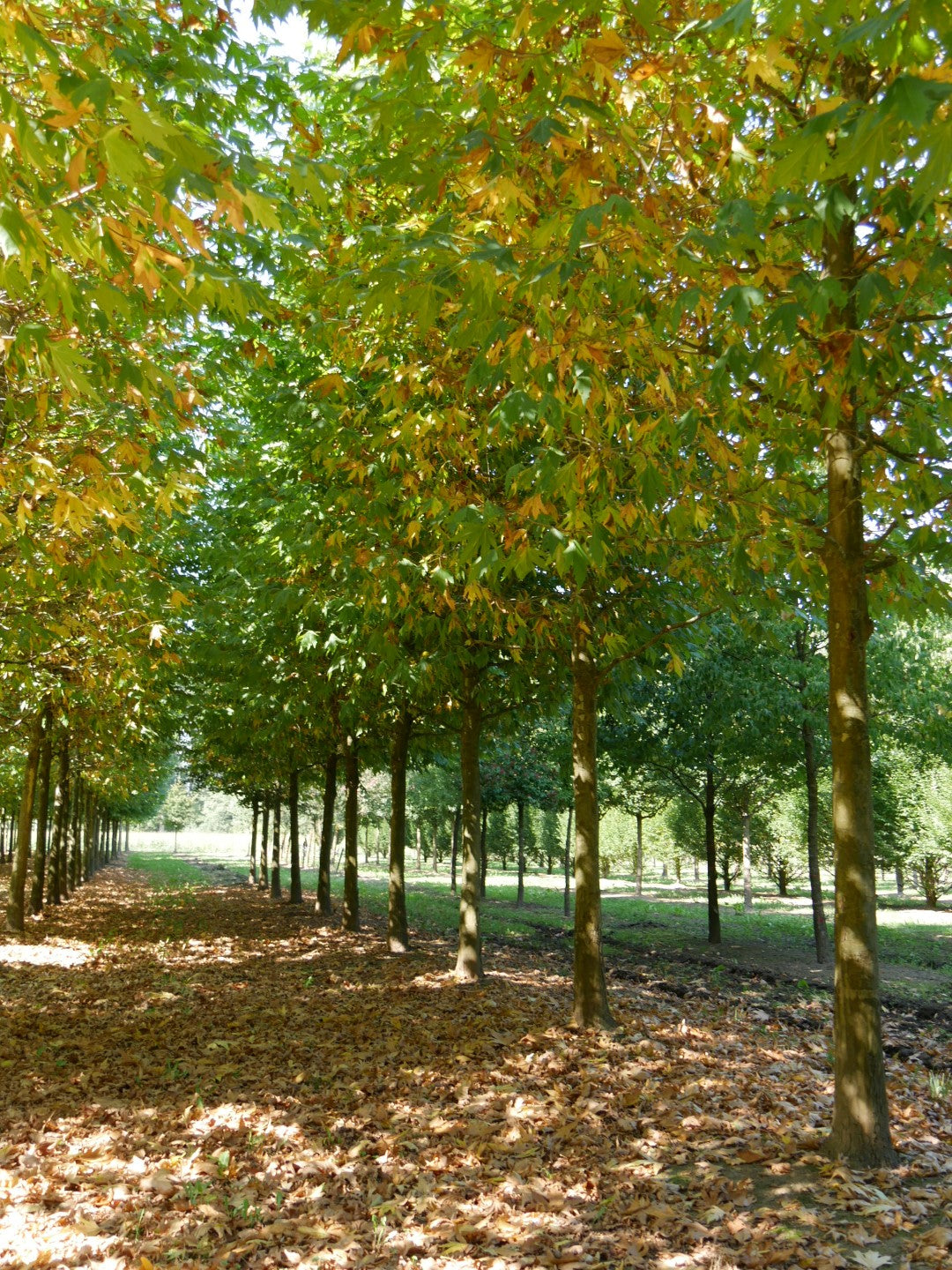 Oriental Plane Tree