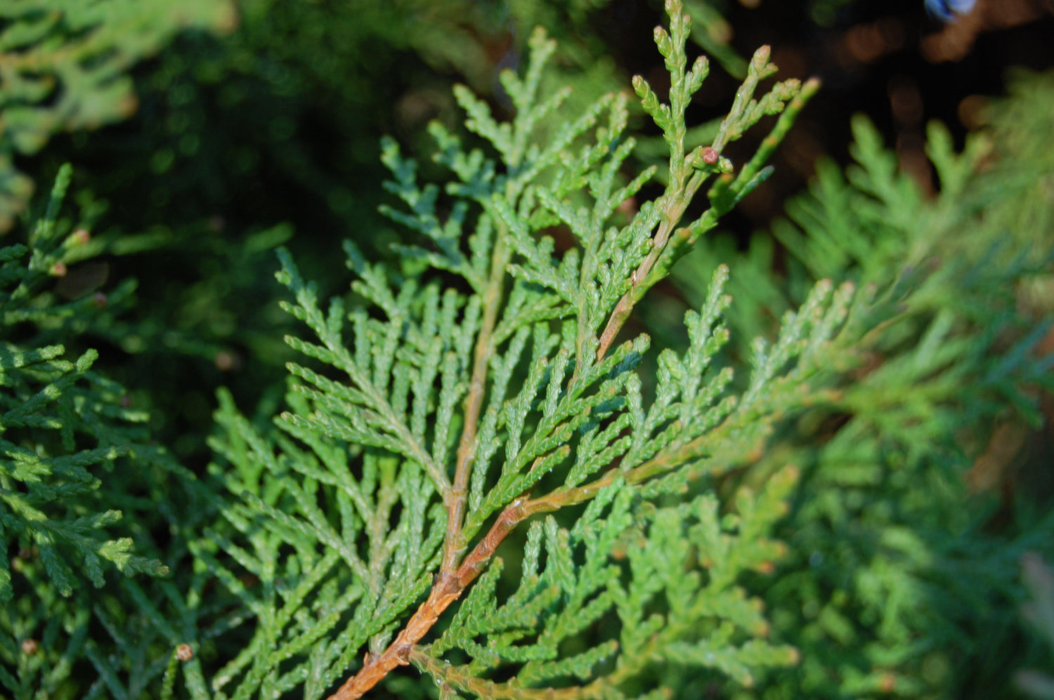 Thuja orientalis Seeds