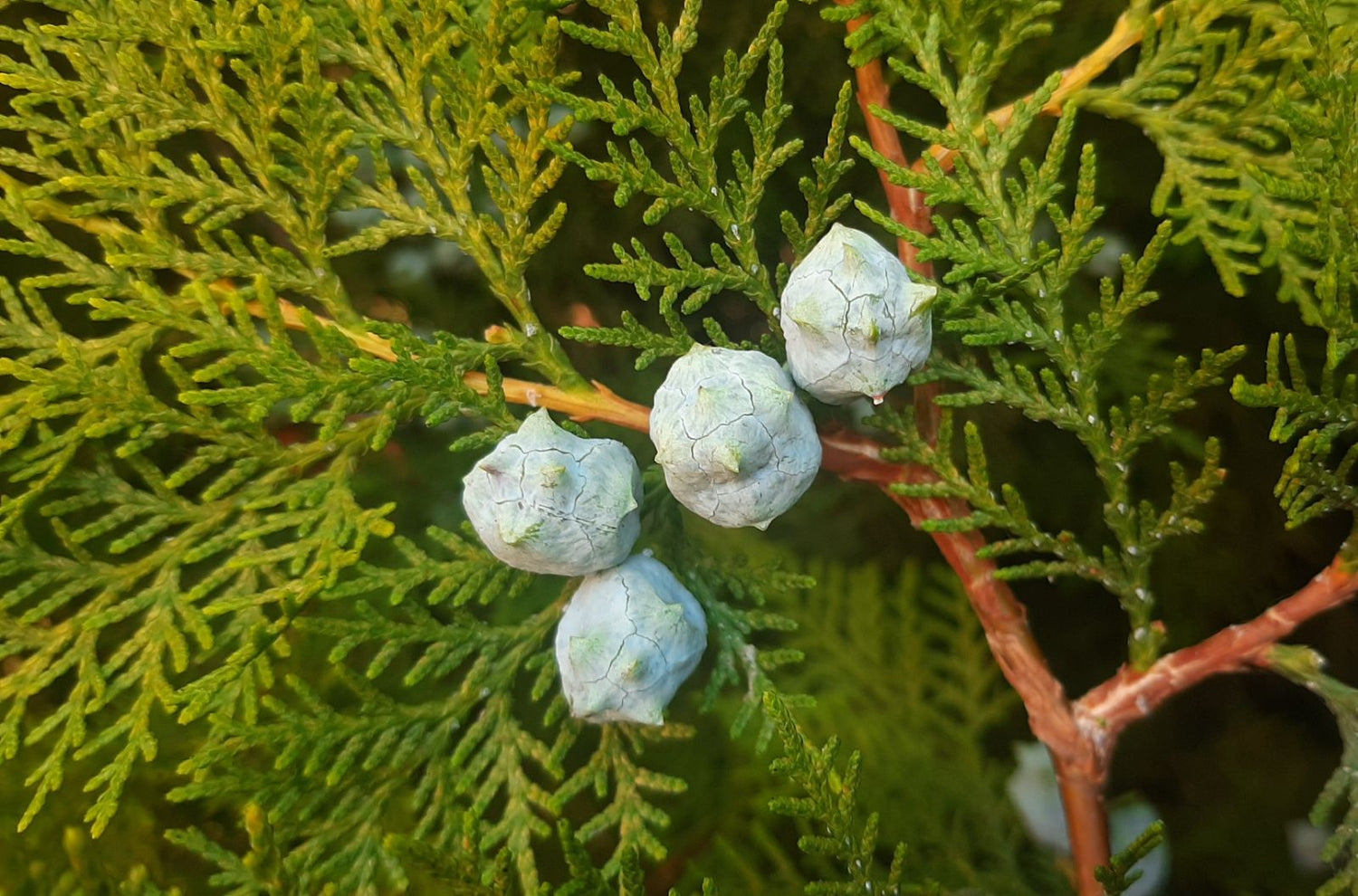 Thuja orientalis Seeds