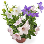 Platycodon Pop Star Pink And Blue, Balloon Flower Imported heirloom non-gmo organic garden seeds