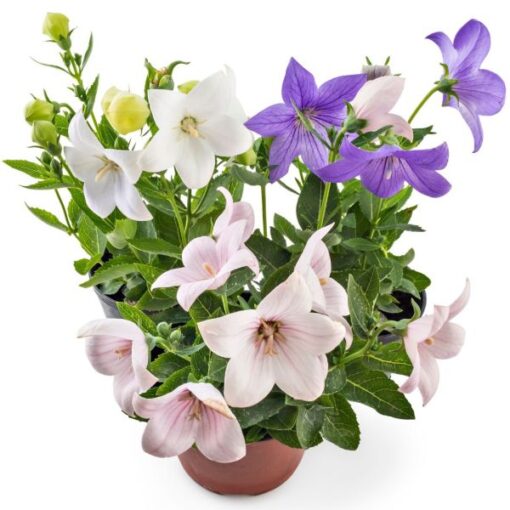 Platycodon Pop Star Pink And Blue, Balloon Flower Imported heirloom non-gmo organic garden seeds