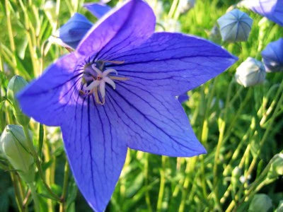 vibrant blue balloon flower (Platycodon) with star-shaped blooms

