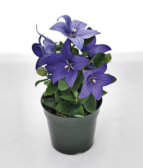 Platycodon Pop Star Blue, Balloon Flower Imported heirloom non-gmo garden seeds