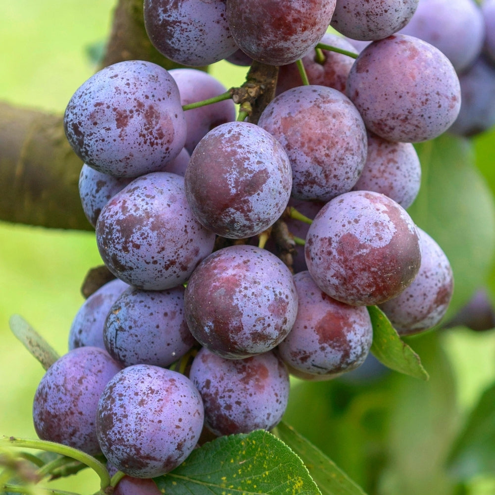 Opal Plum (Prunus domestica 'Opal') Seeds