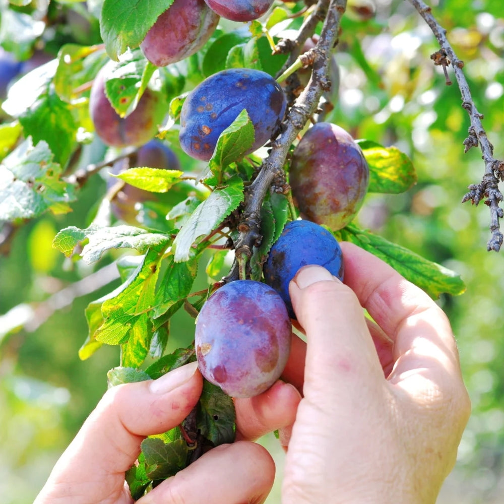 Opal Plum (Prunus domestica 'Opal') Seeds