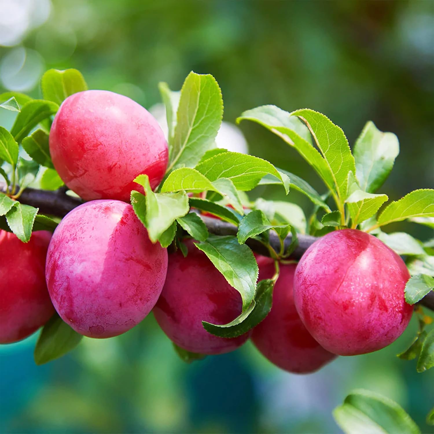 Plum seeds with high germination rate