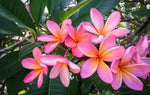 Pink Frangipani Flower Seeds for Planting – NON GMO Seeds Dhara Seeds