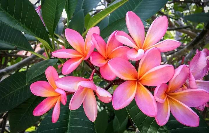 Pink Frangipani Flower Seeds for Planting – NON GMO Seeds Dhara Seeds