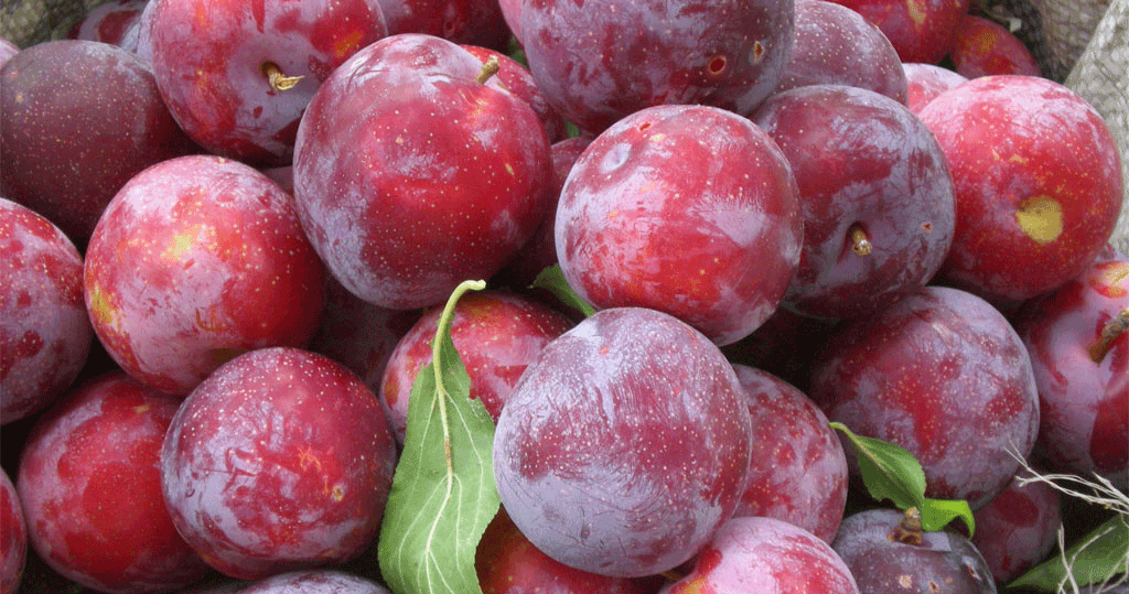 Murray’s Plum (Spondias mombin) Seeds