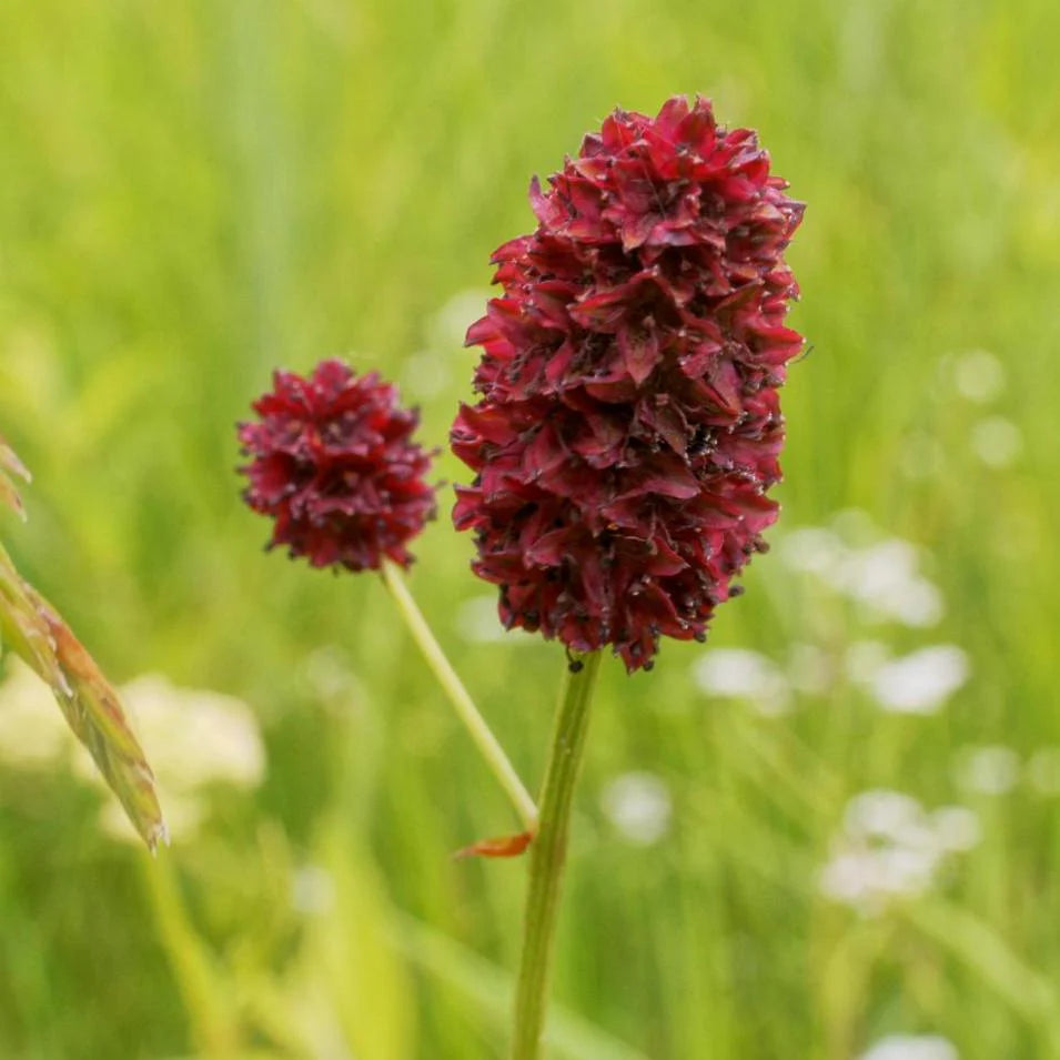 Red Sanguisorba Officinalis Seeds-Heirloom & Non-GMO Seeds for planting – Fresh Herb for Your Garden